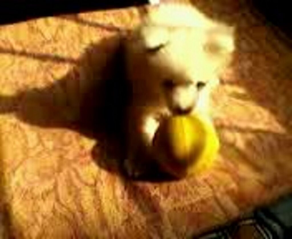 0f5fd1bd Ec3f 4cf6 Adea 322b860f4ce2 1024x838